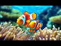 BEAUTIFUL CORAL REEF AQUARIUM COLLECTION • BEST RELAXING MUSIC • MUSIC FOR SLEEP