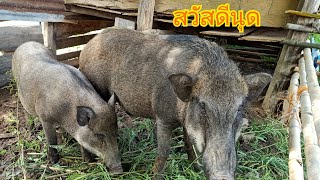 ความผิดพลาดในการทำคอก#หมูป่า  หลังโดนพายุฝนถล่มคอก จะเป็นอย่างไร