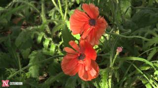 Green and Growing Tip: Poppies