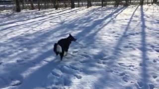 Miley Playing and Jumping in the Snow in Emmen 4K