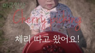 [미국일상 VLOG] 미국 체리농장 다녀왔어요 / 체리피킹 / cherry picking