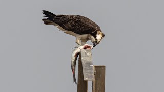 OSPREY eating fish! Bird watching tours of the Ebro Delta in Spain