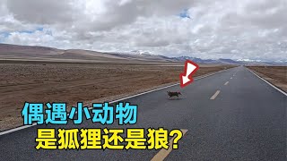 骑行新藏线偶遇野生动物一只，路人纷纷围观，是狐狸还是小狼崽？【崔崔】