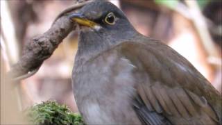 シャイなシロハラ：白腹： Turdus pallidus－有馬富士公園－2016 12 05