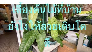 เทคนิคการเลี้ยง พาไรโซ่ Philodendron Paraiso Verde  ที่บ้านยังไงให้ต้นสวยโตเร็ว