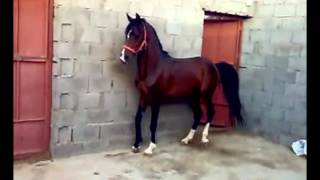 hisan gharib 2012 hisan gharib 2012