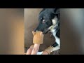 funniest pranks pranks on dogs and cats try not to laugh