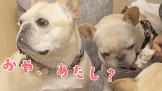 ミランダちゃんのうちの仔記念日お祝いしたよ【フレンチブルドッグのおかか vlog】【frenchbulldog】358