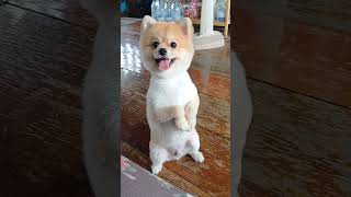 #dog #pomeranian #ปอมเมอเรเนียน #ปอมหน้าหมี #หมา #ทองหล่อ #สุนัขน่ารัก #สุนัขแสนรู้