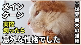 穏やかな猫メインクーン