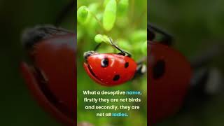 Ladybirds - a deceptive name