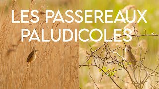 LES PASSEREAUX PALUDICOLES, trésors des roselières