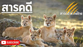 สารคดี ท่องโลกกว้าง ตอน ครอบครัวเสือพูมา บนชายฝั่งทะเลสาบ สารคดีเสือพูม่า | สารคดี สารคดีพากย์ไทย