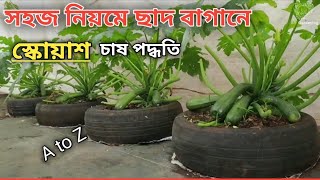 ছাদ বাগানে স্কোয়াশ চাষ পদ্ধতি।How to grow squash on the roof