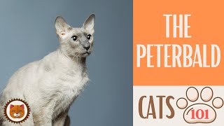 🐱 Cats 101 🐱 PETERBALD CAT - Top Cat Facts about the PETERBALD