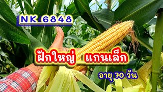 ข้าวโพด NK 6848 อายุ70วัน ฝักใหญ่ แกนเล็ก