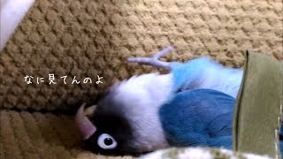 ボタンインコのボタンちゃん　背泳ぎが始まるタイミングがわからない