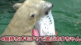 【シロクマの1分動画＃264】　4個持ちオモチャで遊ぶ💗ホウちゃん【天王寺動物園】