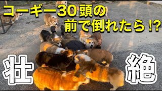 【DogHill】コーギー約３０頭の前で倒れてみた【コーギーブリーダー】