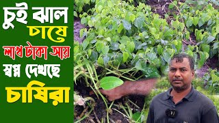 চুই ঝাল চাষ করে লাখ টাকা আয় স্বপ্ন দেখছেন চাষিরা | চুই ঝাল চাষ পদ্ধতি| Chui Jhal chas- Safollo Kotha