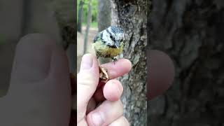 Синица и орешек / Titmouse and nut