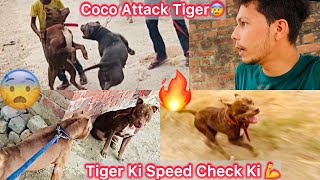 Rescue Pitbull Tiger Ki Speed Check Ki🔥|| Coco Attack Tiger😨Tufan Mai Fass Gye Dogs K Sath