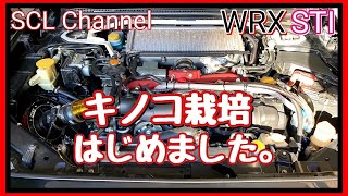 【WRX STi】エンジンルームでキノコの栽培はじめました【レーシングサクション取付】