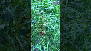 Farm Fresh Fruit - Amazing Fruit Video - Fruits And Vegetables - Fruit Recipe #Fruit #Shorts #