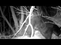 AMAZING video of Black Bear Emerging from Den