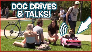 Funny Dog Drives Car & Talks! (Comedy Prank)
