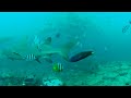 freediving with bull sharks adventures on one breath 5