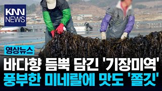 바다향 듬뿍 담긴 '기장미역' 풍부한 미네랄에 맛도 '쫄깃' / KNN