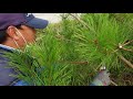 소나무전지를 초보자도 쉽게 따라하는 전지법.. 전지 노하우 대방출 pruning pine trees for beginners 064