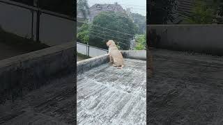 ആരപ്പാ ഈ കൂട്ടർ... 🙋‍♂️🐕👌 #dog #labrador # Appu/ Rono