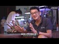 一般水草缸除了灯科鱼以外还能养些什么鱼 ep52