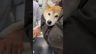 ペットクリニックにて爪切りしてもらう柴犬