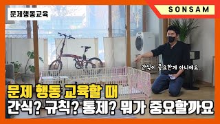 문제행동 교육할때 간식? 규칙? 통제? 중에 중요한건.. (feat.말티즈 탄이)