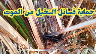 طريقة ناجحة لإنقاذ فسائل النخيل من الموت في فصل الصيف 🔥🌴