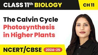 The Calvin Cycle - Photosynthesis in Higher Plants | Class 11 Biology Chapter 11 | CBSE 2024-25