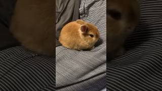 途中からお餅になるうさぎちゃん🐇 #funny #animals #tiktokviral #shots #subscribe #disny #tiktokcompilation #status