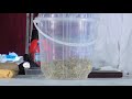 prof bioresearch emboozi z omukenkufu millet sprouts growing