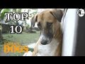 Top 10 Indian Dog Breed Hindi Top 10 List Hinglish Facts