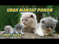 2 ANAK KUCING BRITISH LATIHAN MILITER DI HUTAN