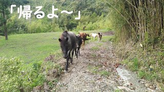 「帰るよ～」で放牧から戻ってくる馬たち