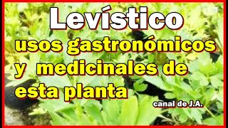 Levístico: usos gastronómicos y medicinales de esta planta