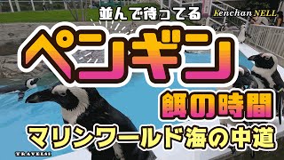 かわいいペンギン餌の時間お兄さんからおさかなもらう　マリンワールド海の中道