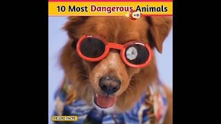 10 Most Dangerous Animals on the Planet |#shorts #shorts #youtubeshorts #ytshorts #top10 #viral