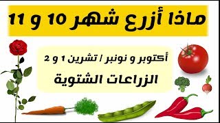 ماذا أزرع شهر أكتوبر و نونبر، تشرين 1 و تشرين 2 (الزراعات الشتوية)