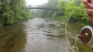 Swinging a Fly in a Little Creek