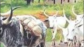 Jigawa: Yadda Fadan Fulani Da Hausawa Yayi Sanadin Mutuwar Mutane 9